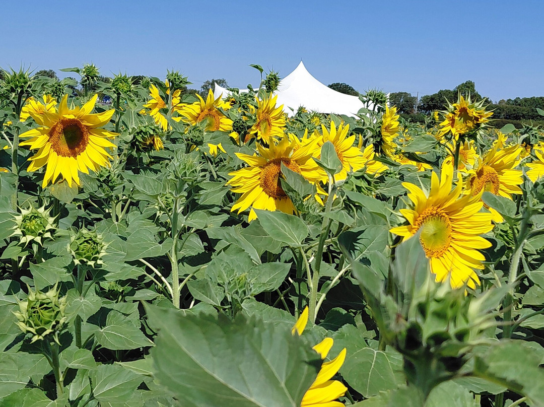 Writtle Sunflowers-切姆斯福德必去景点