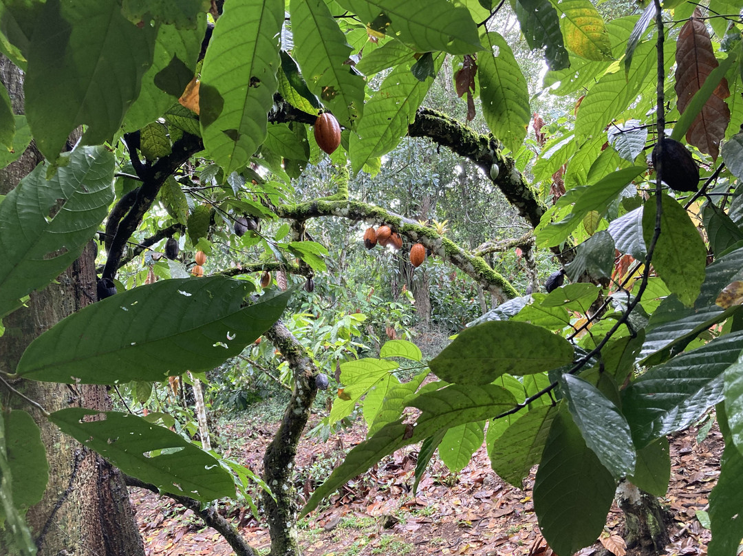Fazenda Yrere-Ilheus必去景点