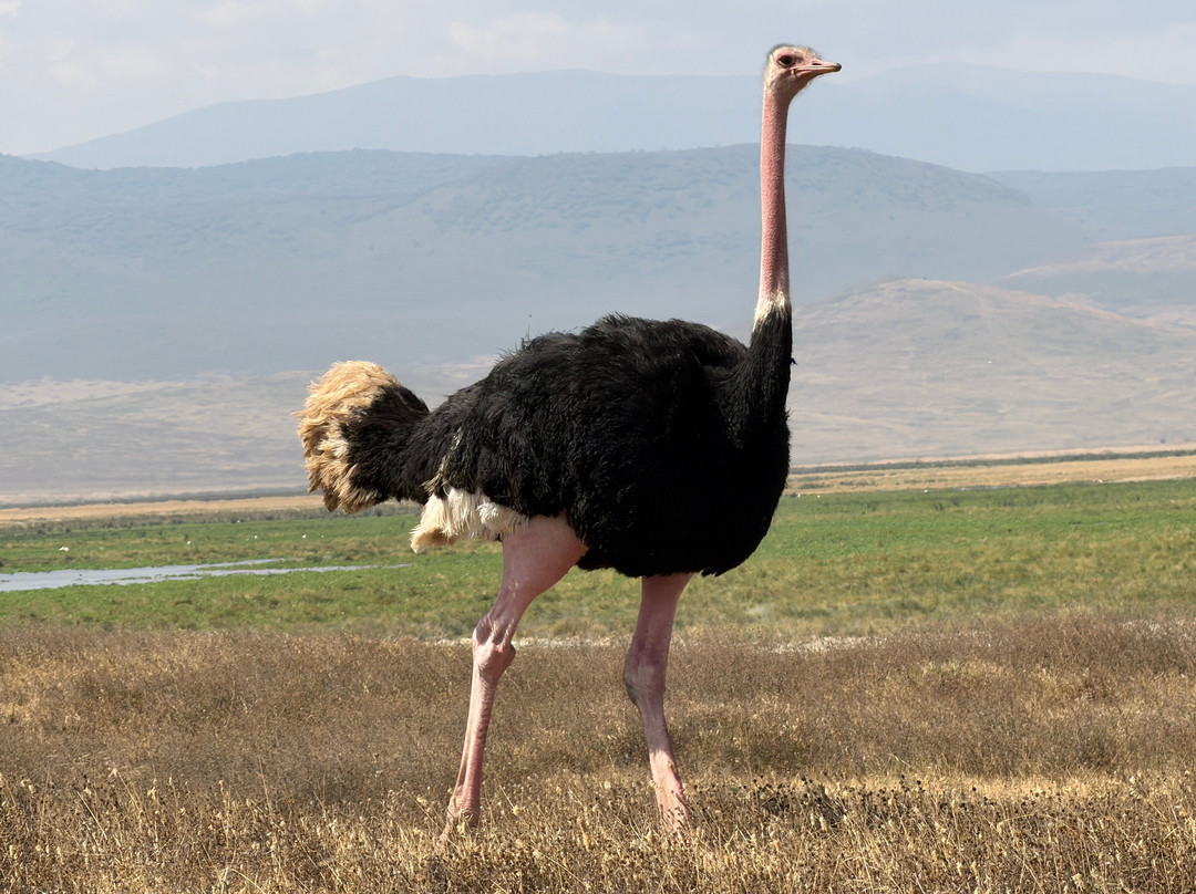 Taswira Africa Safaris-阿鲁沙必去景点