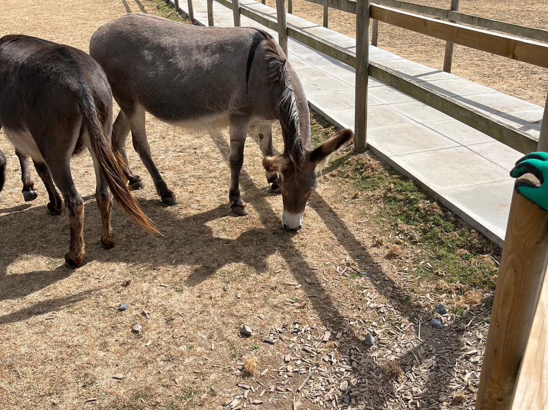 Hayling Island Donkey Sanctuary-海灵岛必去景点