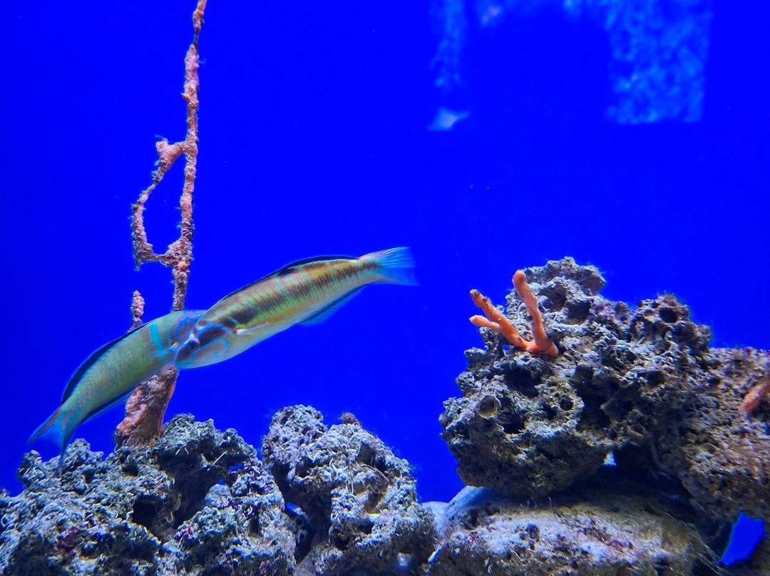 Acquario Del Salento-Santa Maria al Bagno必去景点