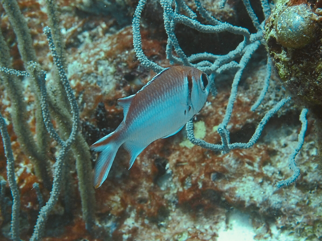 Dive Center Scuba Do-威廉斯塔德必去景点