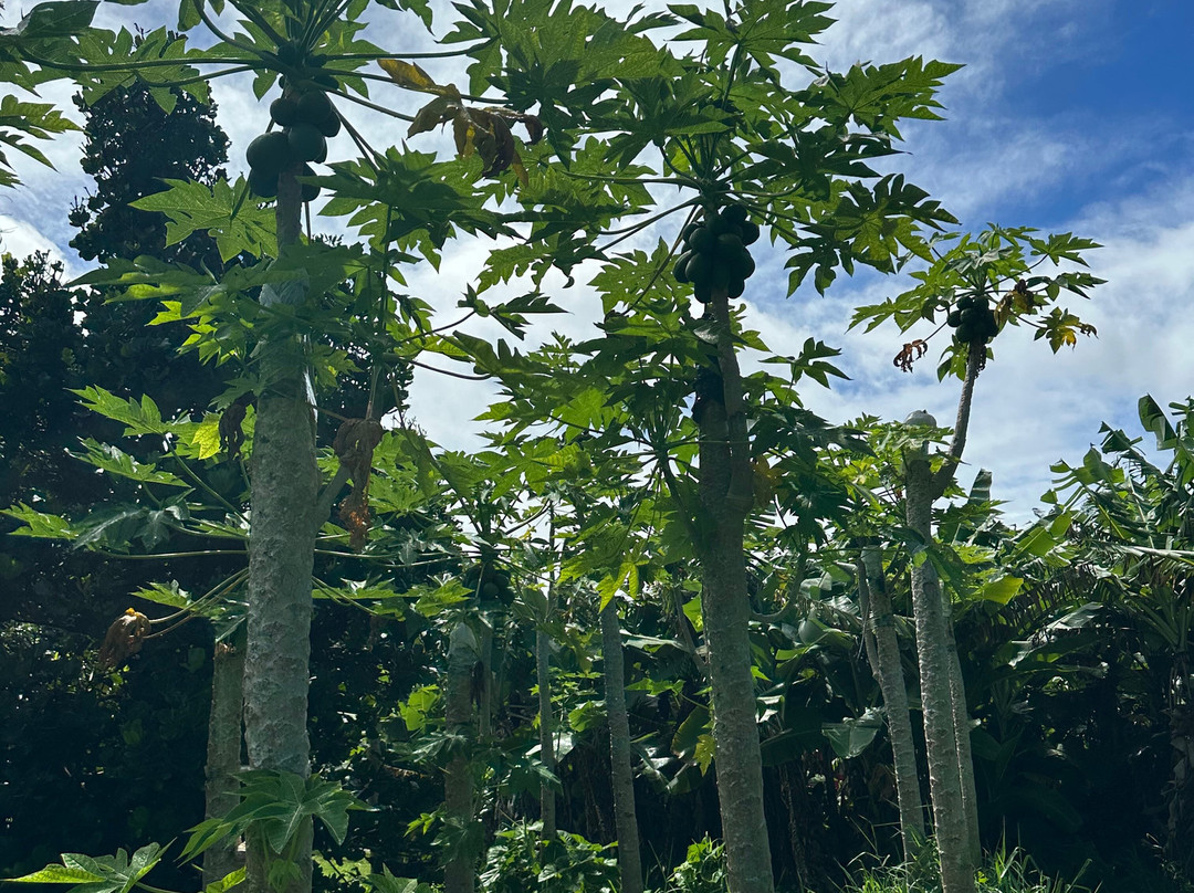 ONO Organic Farms-哈纳必去景点