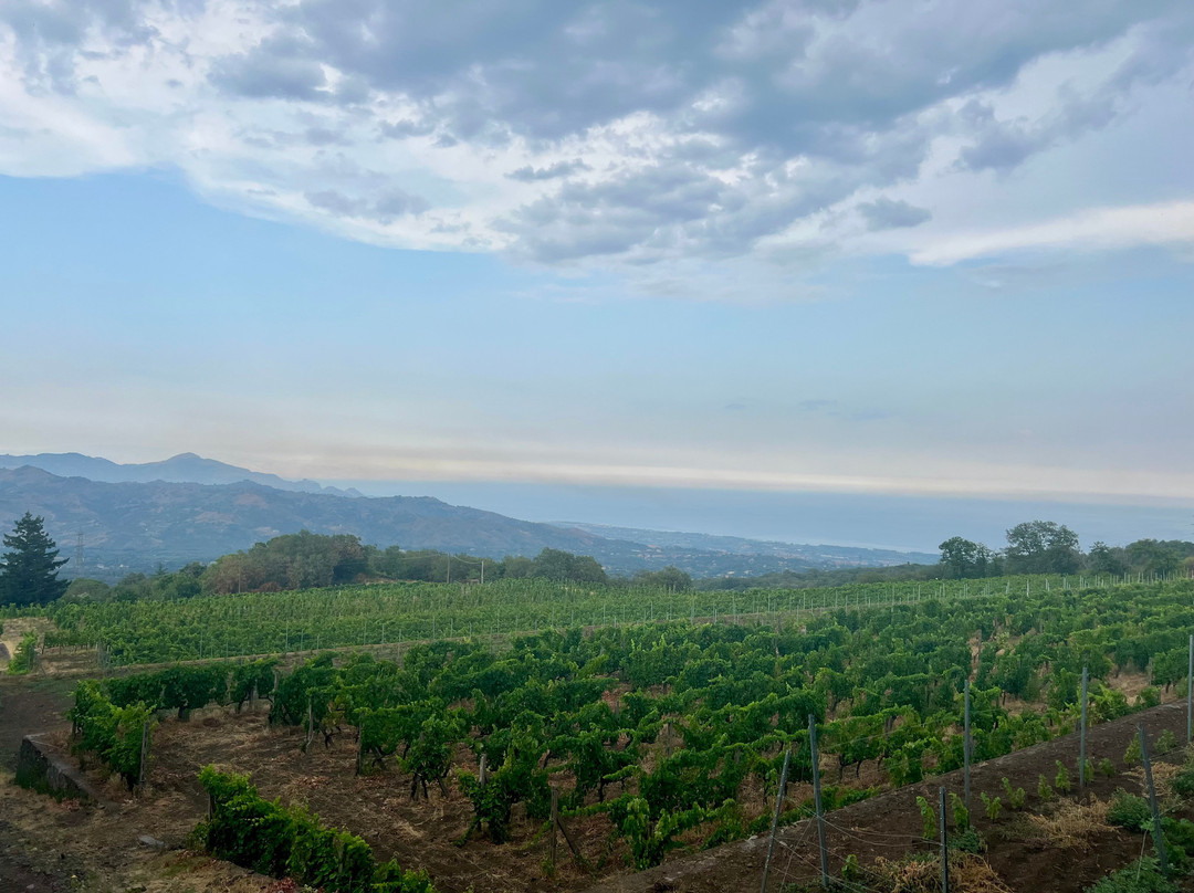 Gambino Winery-林瓜格洛萨必去景点