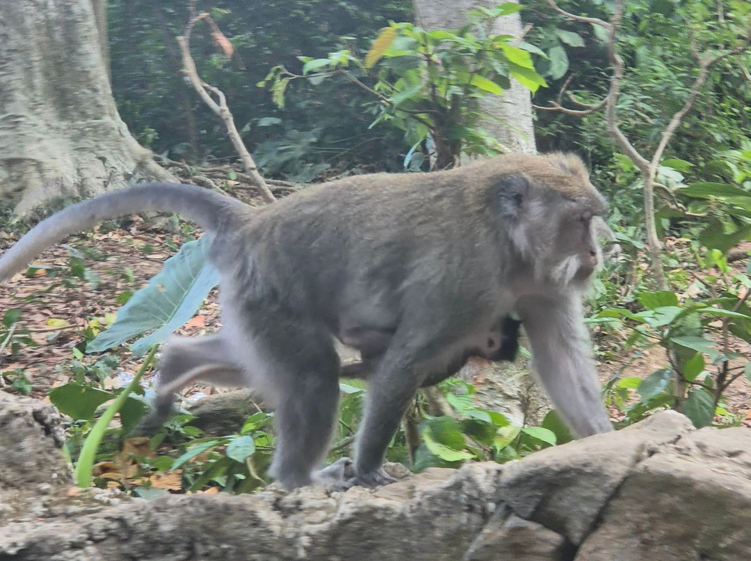 Sangeh Monkey Forest-Sangeh必去景点