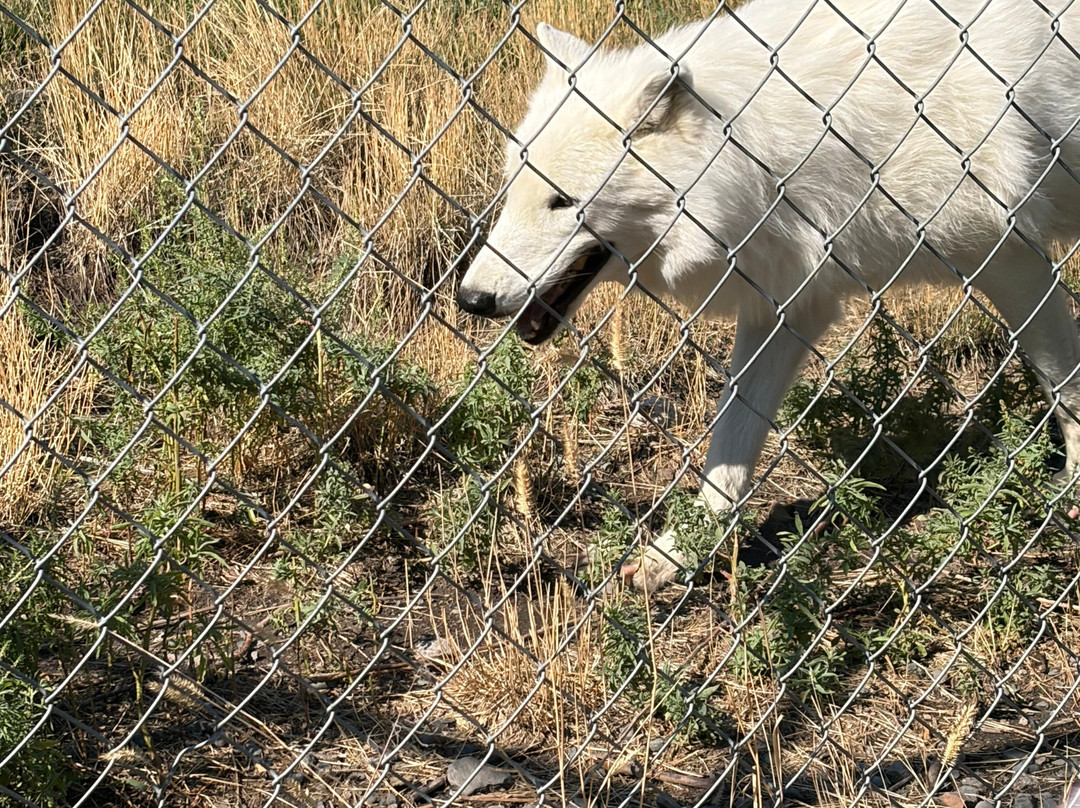 BC Wildlife Park-坎卢普斯必去景点