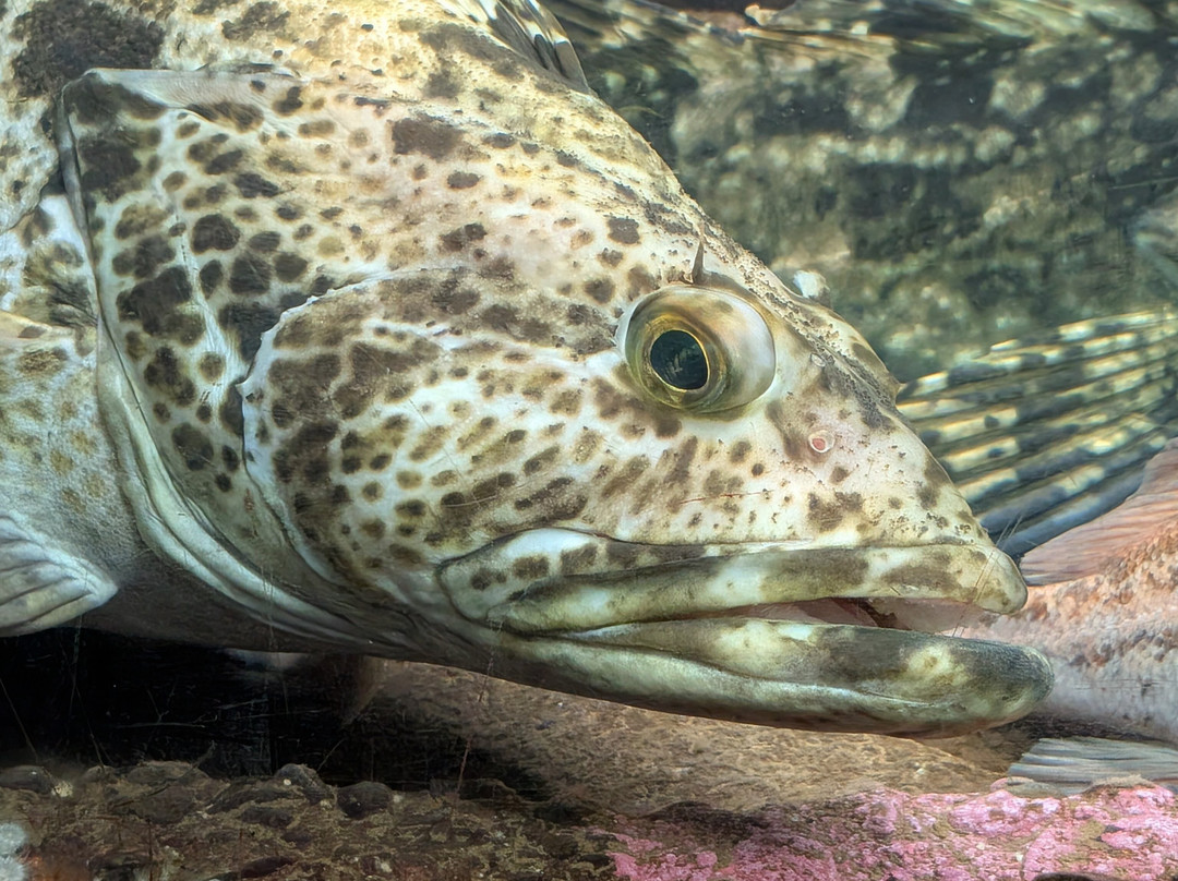 Seaside Aquarium-锡赛德必去景点