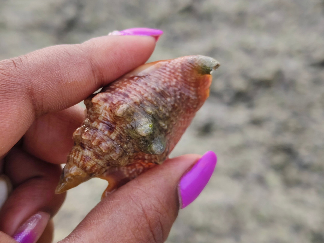Andaman Shells-布莱尔港必去景点