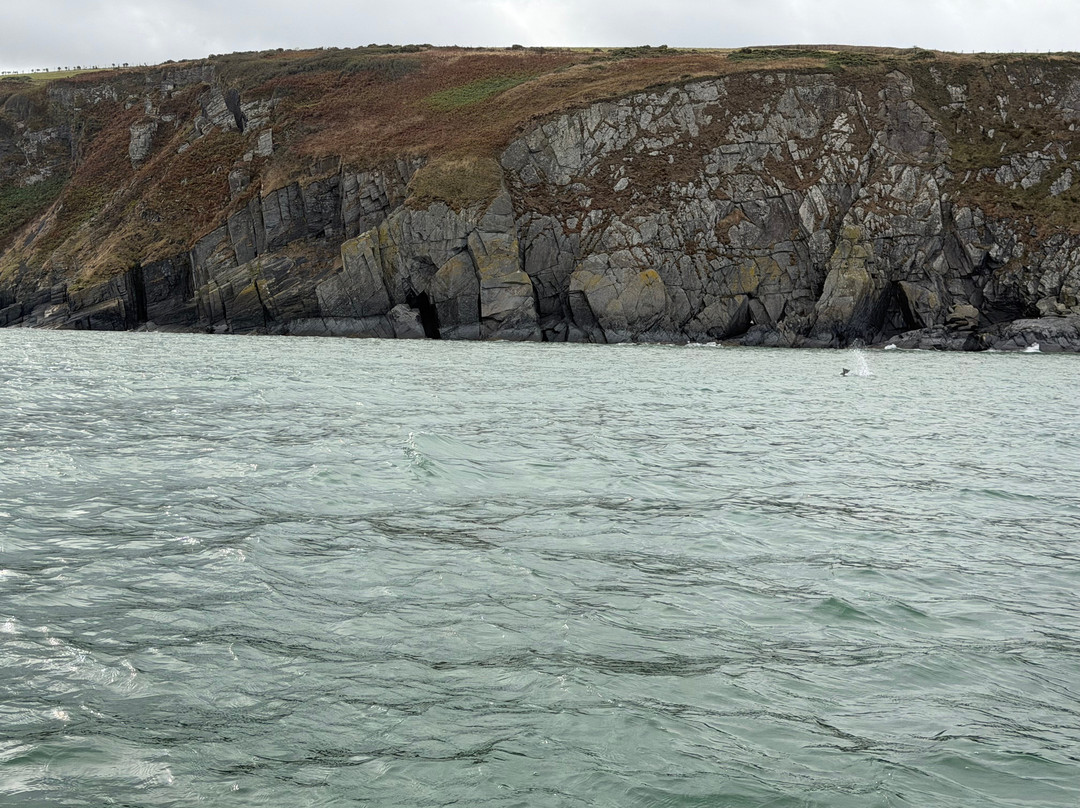 A Bay To Remember Wildlife Boat Trips-St. Dogmaels必去景点