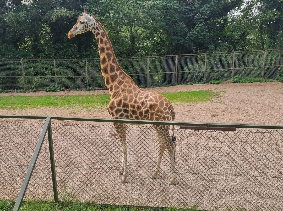 Dudley Zoo and Castle-Dudley必去景点