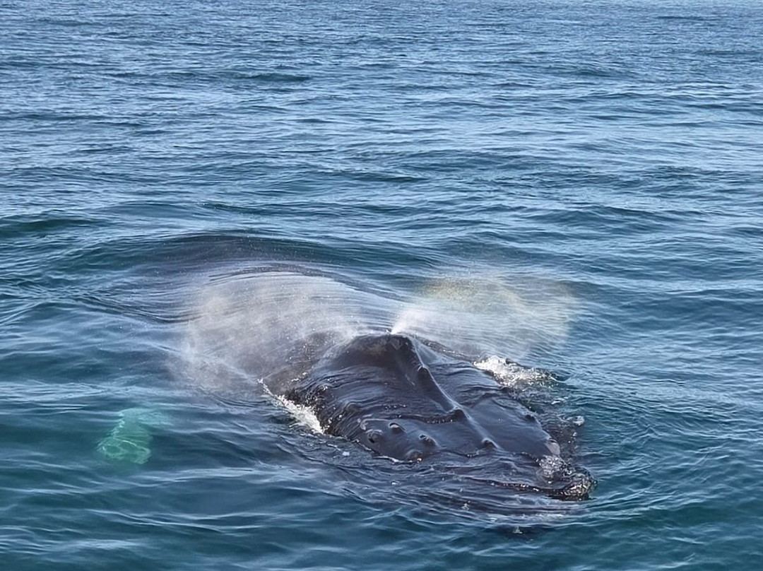 Mariner Cruises Whale and Seabird Tours-Brier Island必去景点