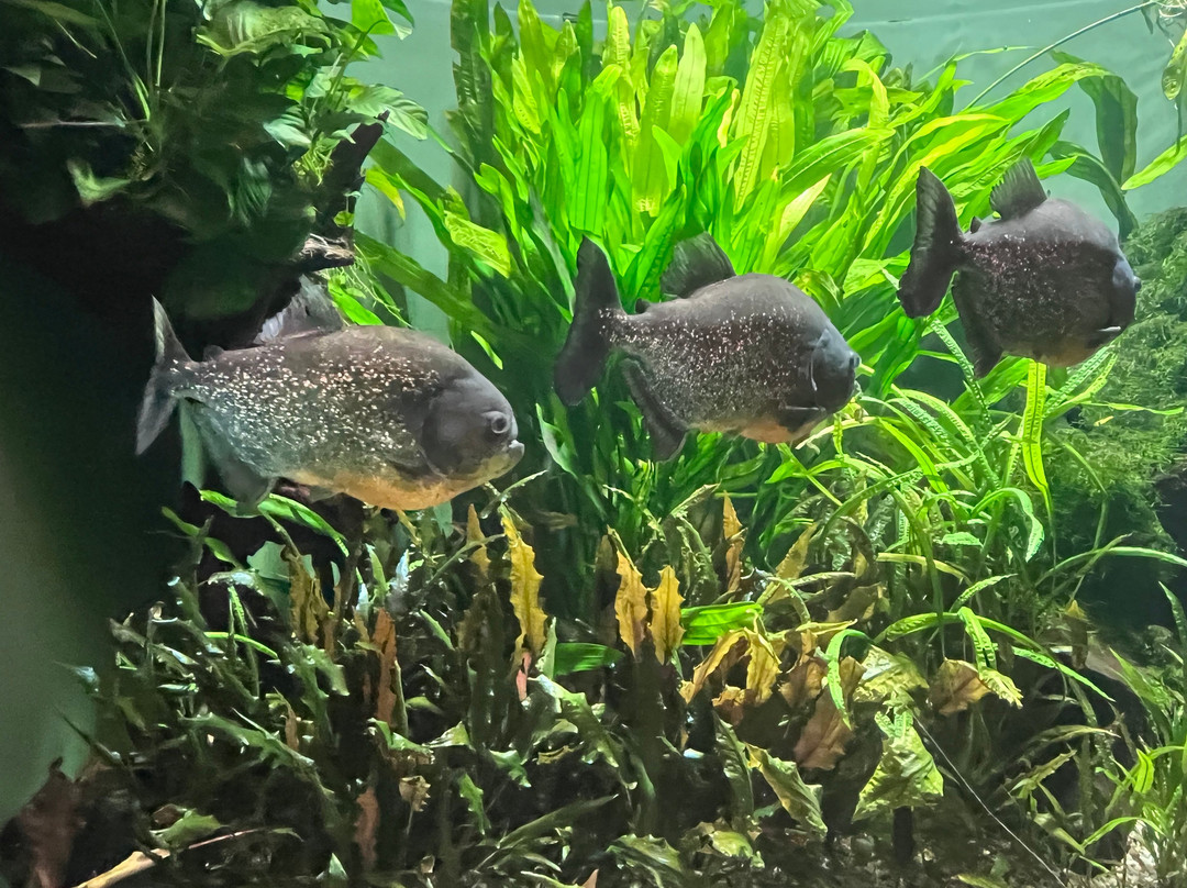 萨尔茨堡自然历史博物馆-萨尔茨堡必去景点