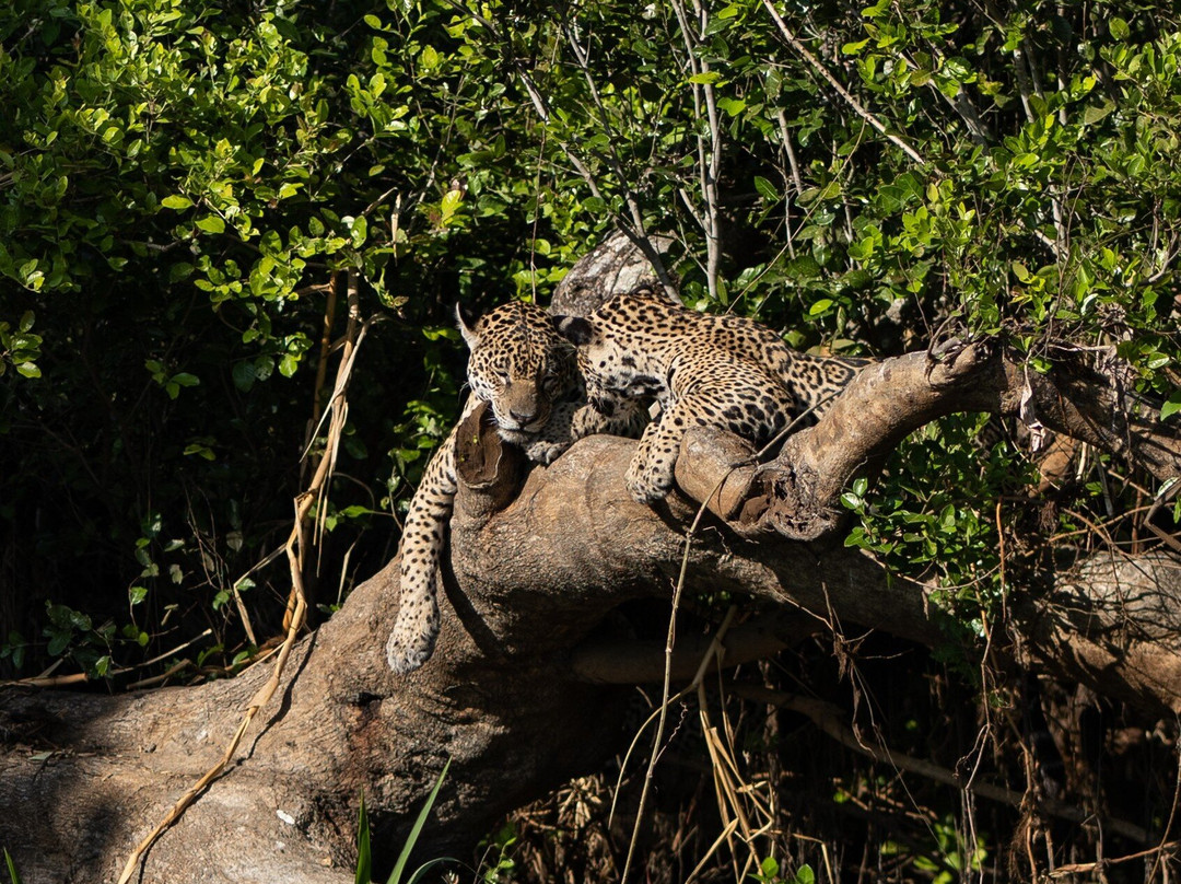 Journey With Jaguars-Porto Jofre必去景点