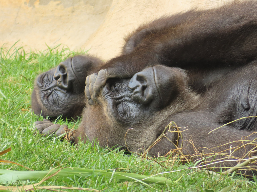 Bioparc Fuengirola-福恩吉罗拉必去景点