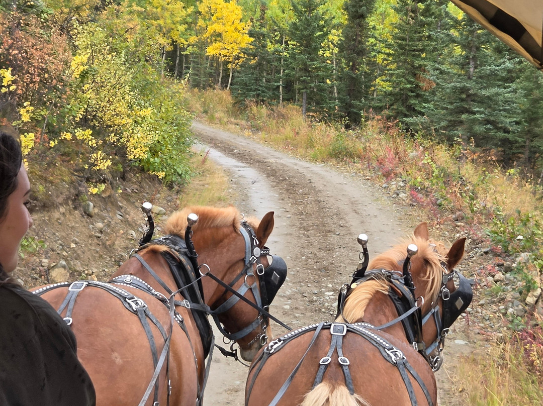Denali Black Diamond Covered Wagon-Denali Park必去景点