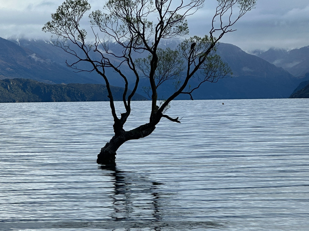 That Wanaka Tree-瓦纳卡必去景点
