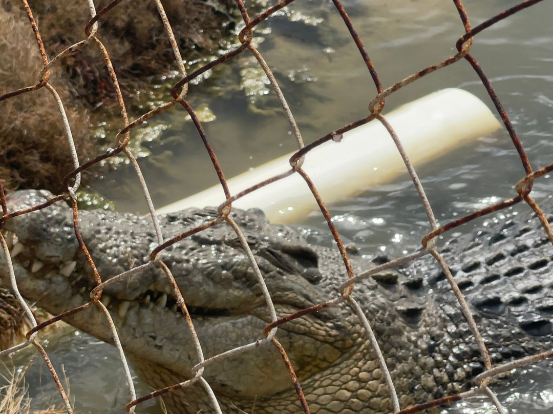 Koorana Crocodile Farm-Coowonga必去景点
