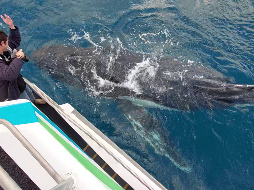 Hervey Bay Whale Watch-尤兰根必去景点