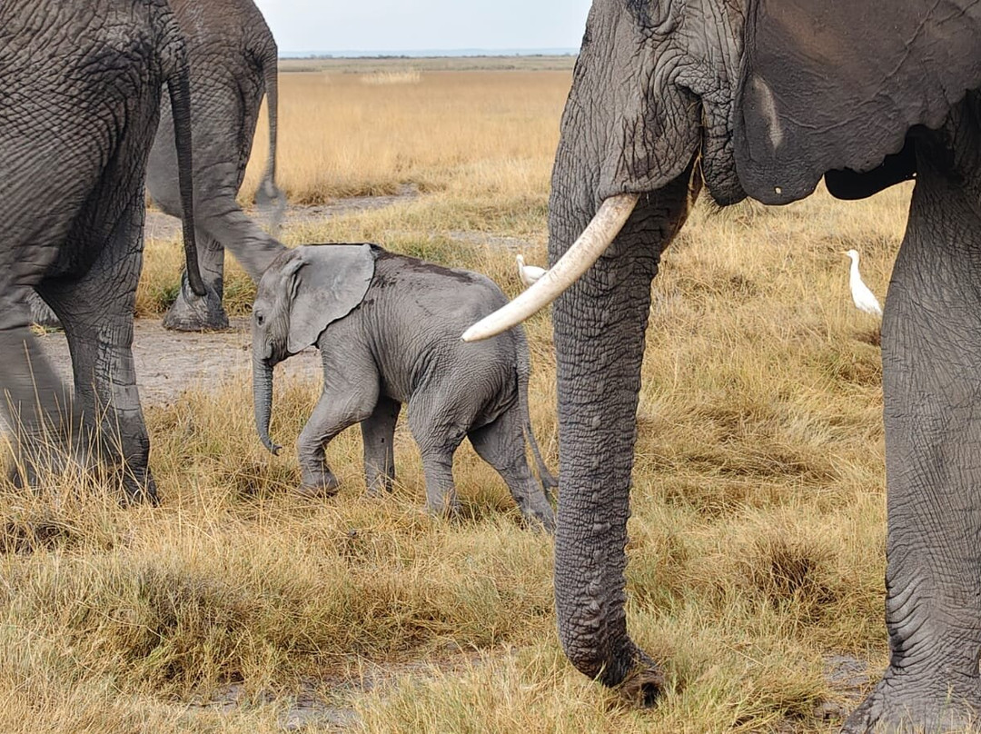 Destinations Kenya Safari-内罗毕必去景点