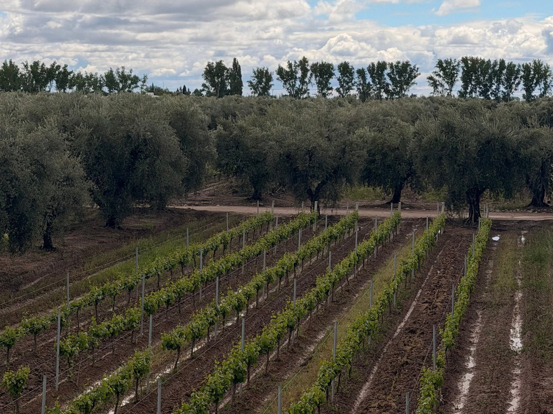 Finca El Paraíso - Bodega Luigi Bosca-Maipu必去景点