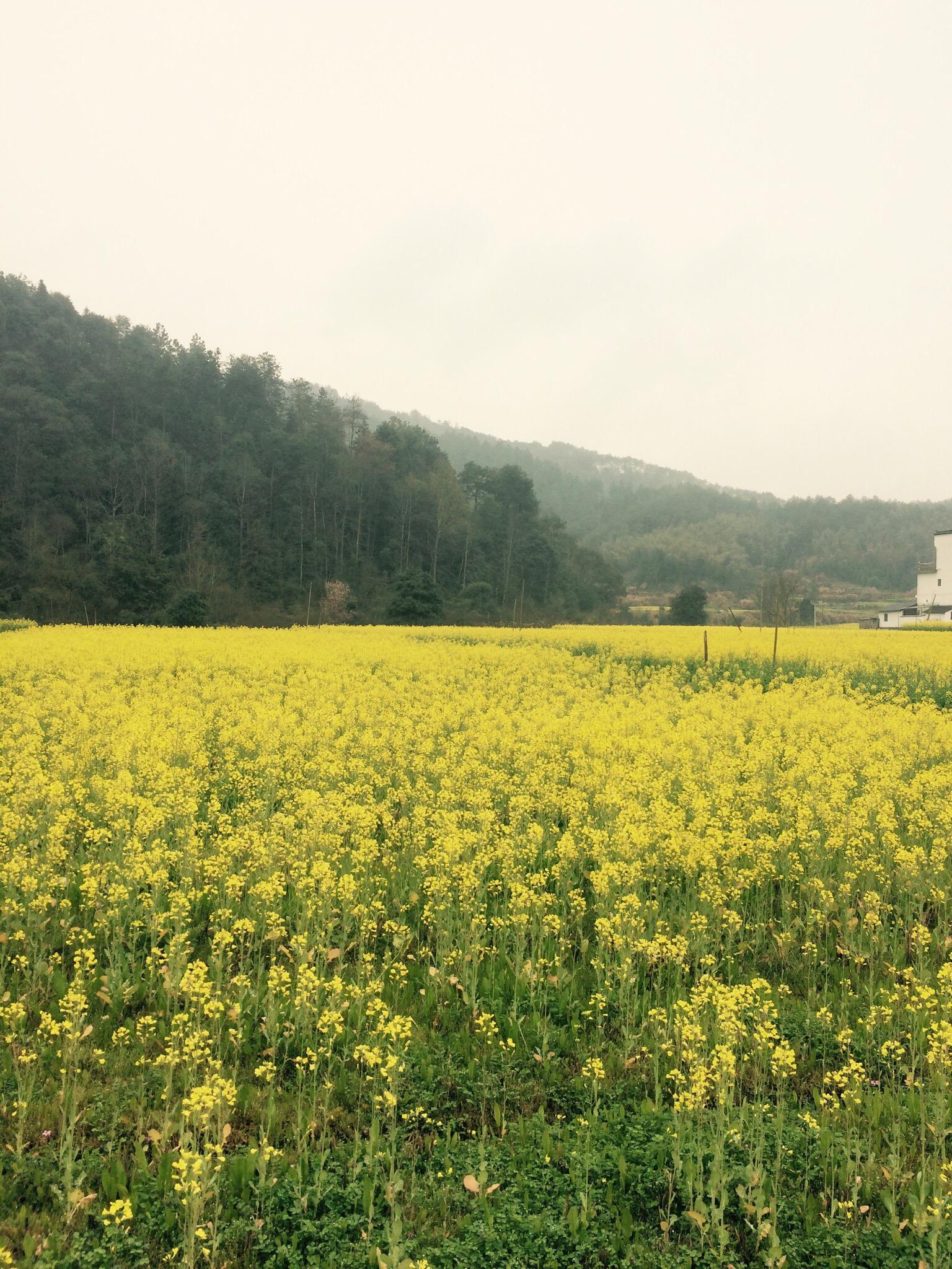 思溪温馨客馆-官方