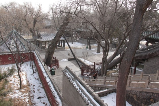 周柏唐槐-太原市必去景点