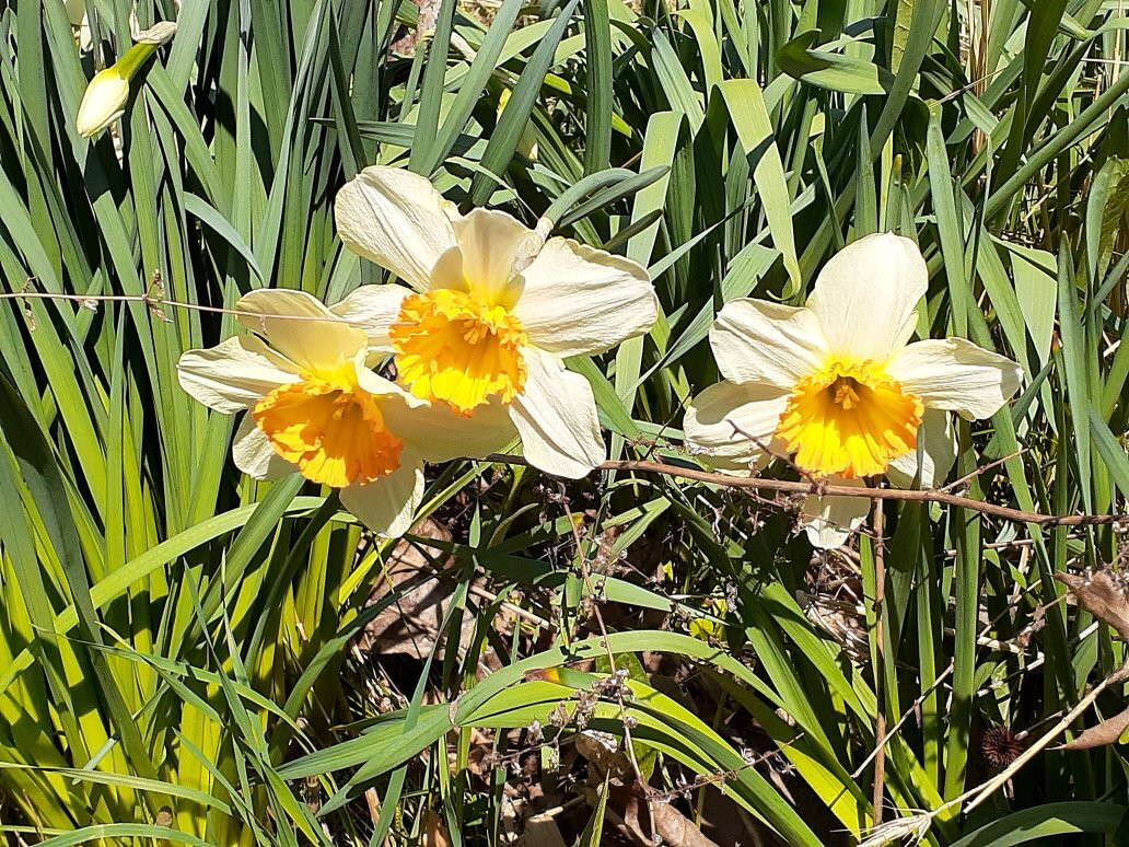 Brincka Cross Gardens