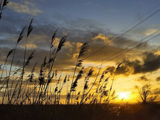 RSPB Bowers Marsh景点图片