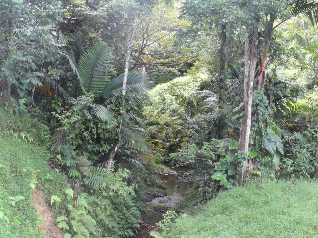 Tobago Main Ridge Forest Reserve-多巴哥必去景点