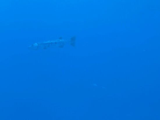 Atlantis Submarines Cozumel景点图片