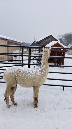 Roaring Acres Alpacas-Suffield必去景点