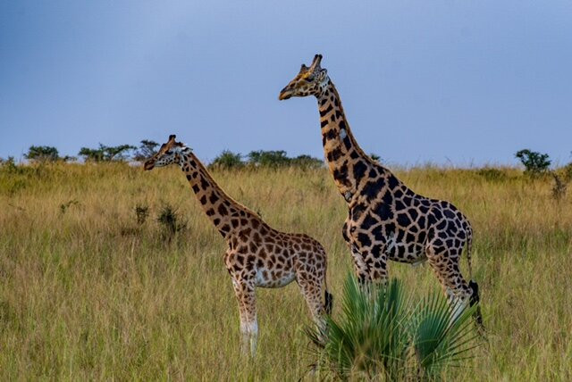 Big Lion Trails Safaris-坎帕拉必去景点