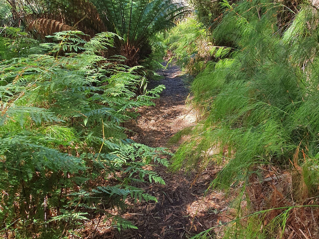Whyte River Track-Corinna必去景点