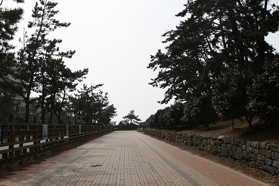 Seocheon Maryang-ri Camellia Forest-舒川郡必去景点