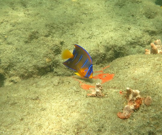 Florida Underwater Sports-萨拉索塔必去景点