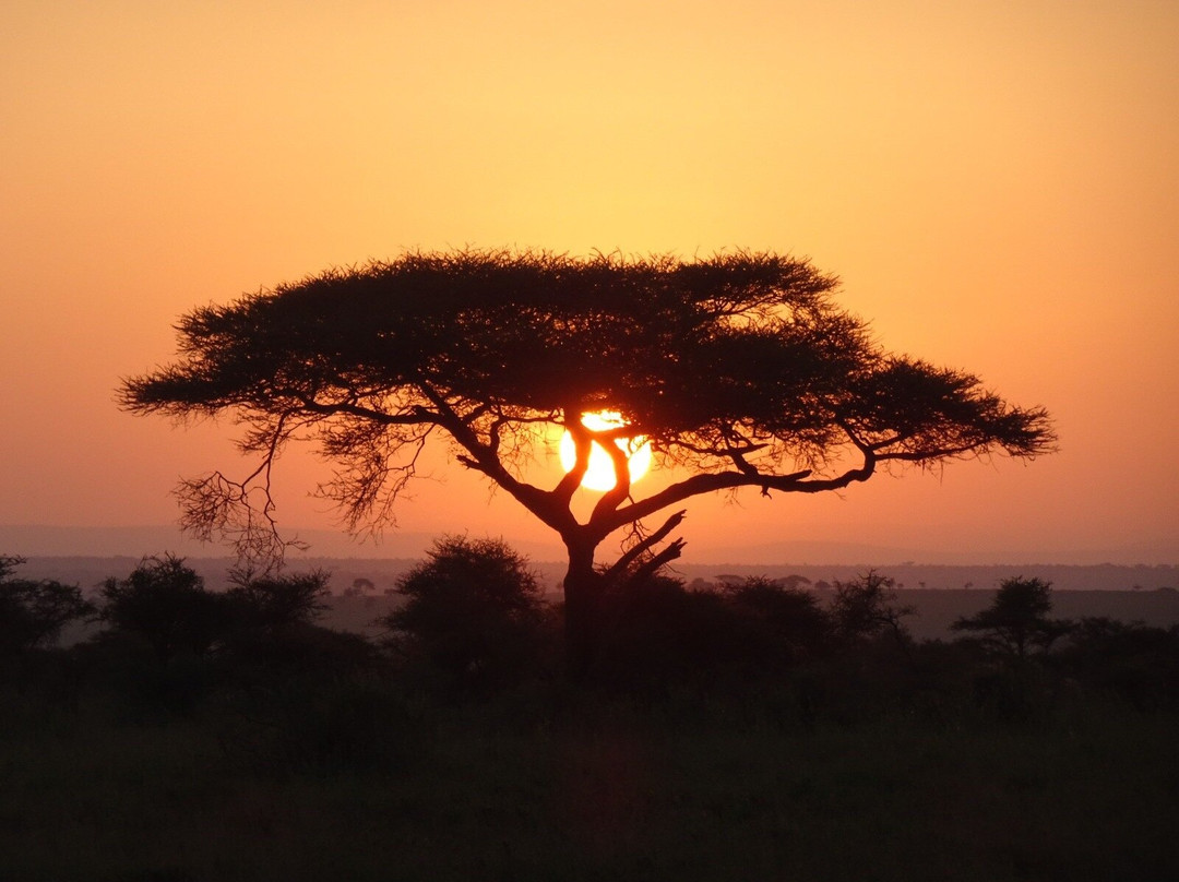 Tanzania Juvenile Safaris景点图片
