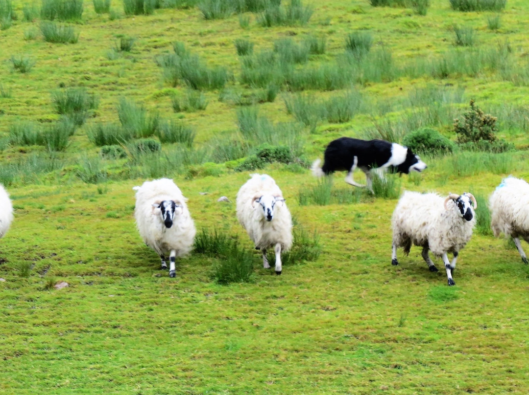 Kells Sheep Centre