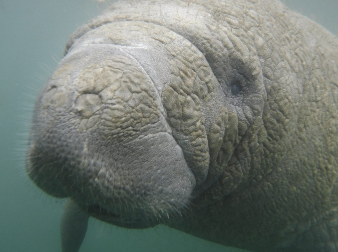 Majestic Manatee Tours - Day Tours