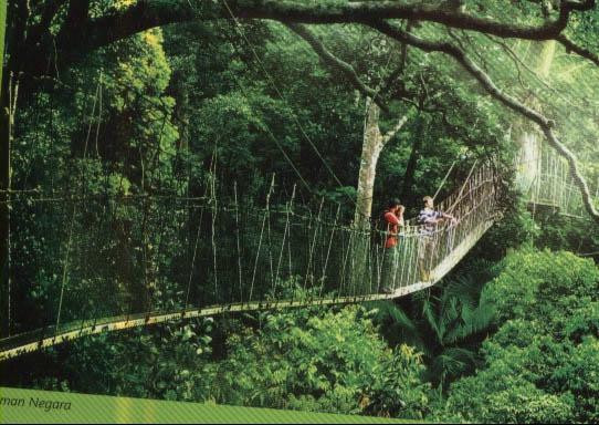 Taman Negara Day Tour景点图片