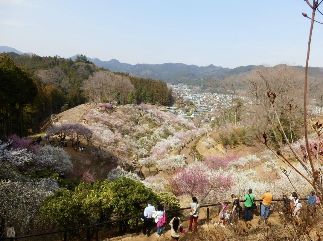 青梅市旅游景点-Yoshino Prum Groves