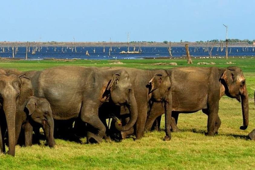 Journey Island Safari & Tours