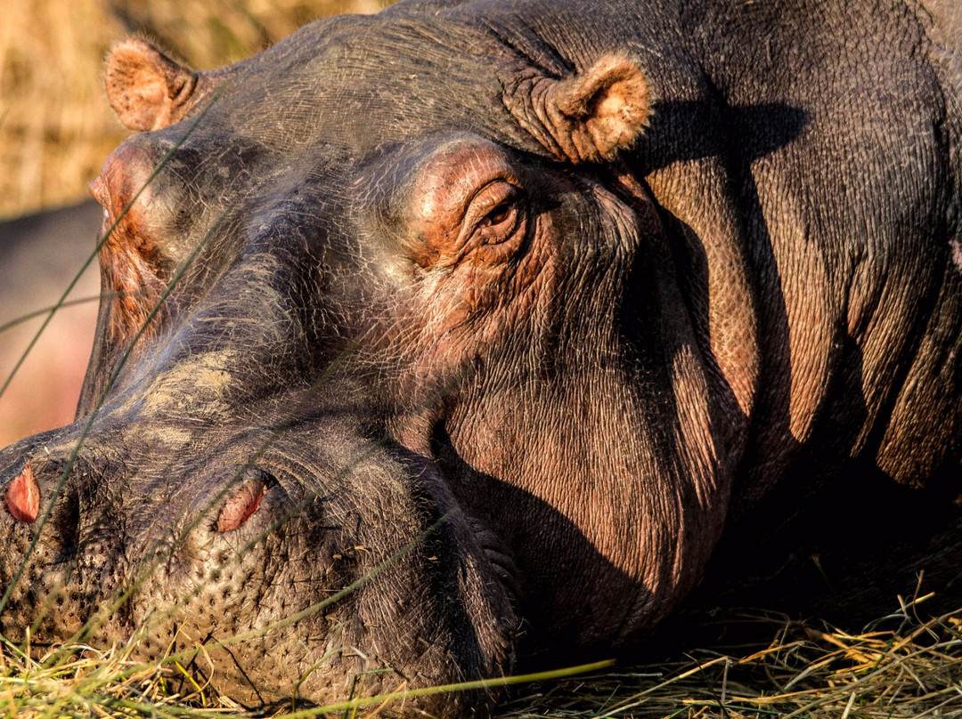 Shoreline Hippo and Croc Cruises-圣露西亚必去景点