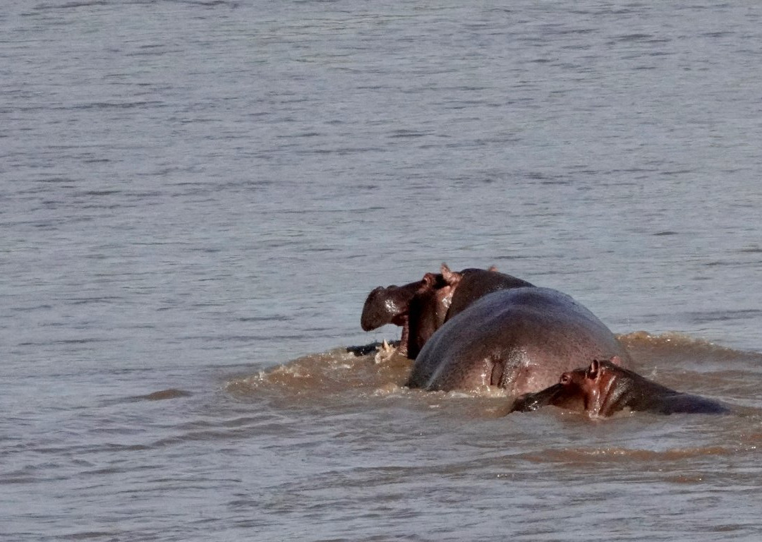 Civvet African Tours and Safaris-蒙巴萨必去景点