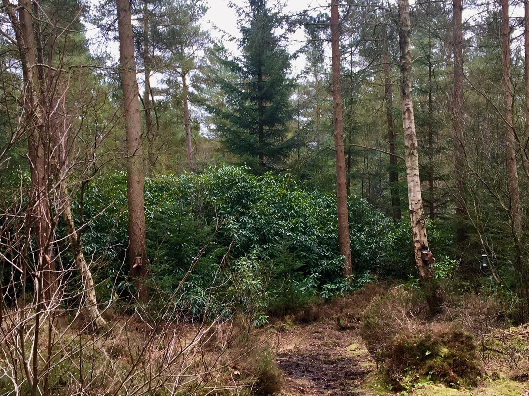 Crombie Country Park-Forfar必去景点