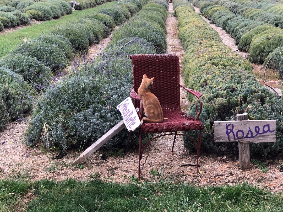 Red Chair Lavender景点图片