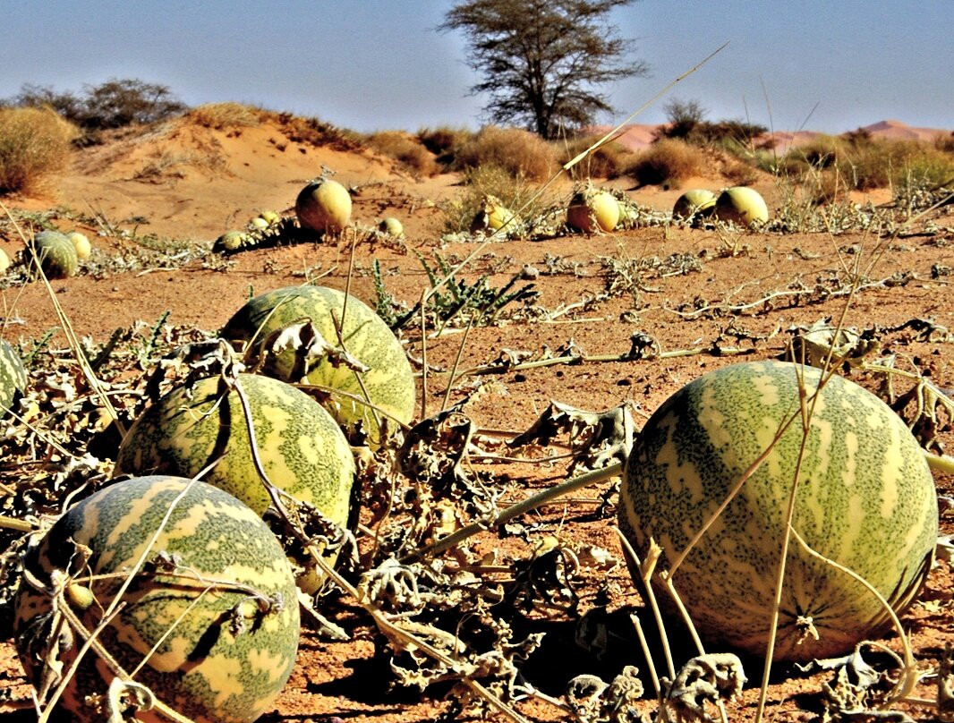 艾卡库斯沙漠-Ghat必去景点