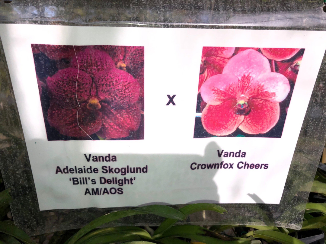 R.F. Orchids-霍姆斯特德必去景点