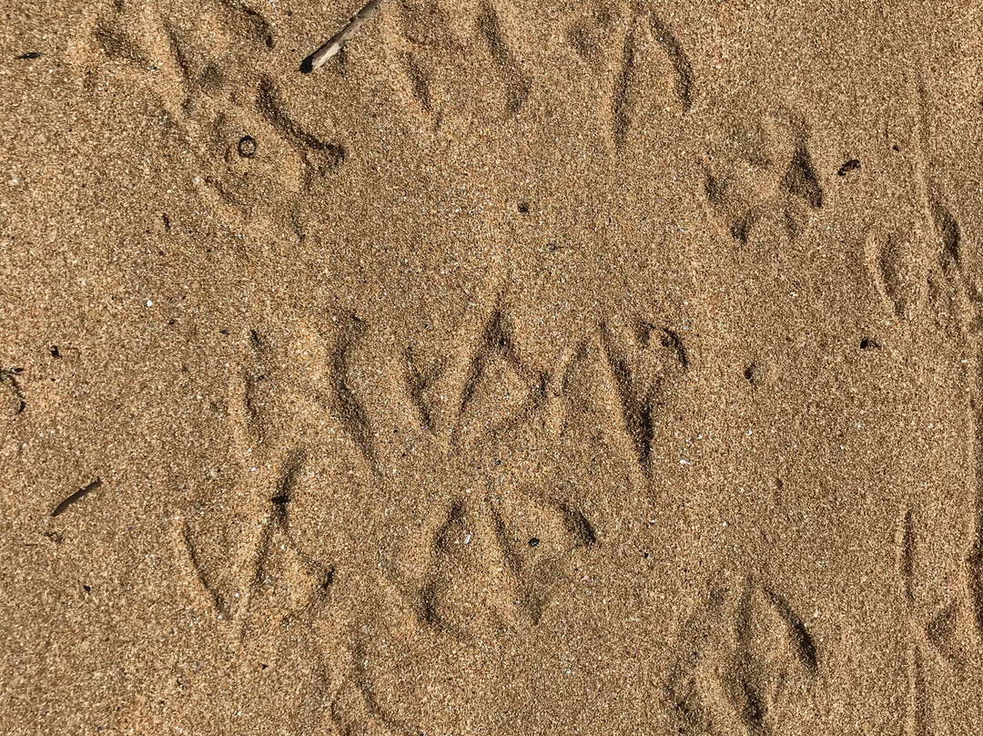 Johnsons Beach-企鹅岛必去景点
