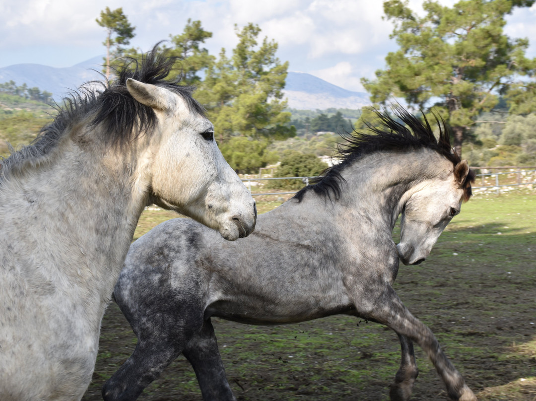 A&E Elpida Ranch-罗德城必去景点