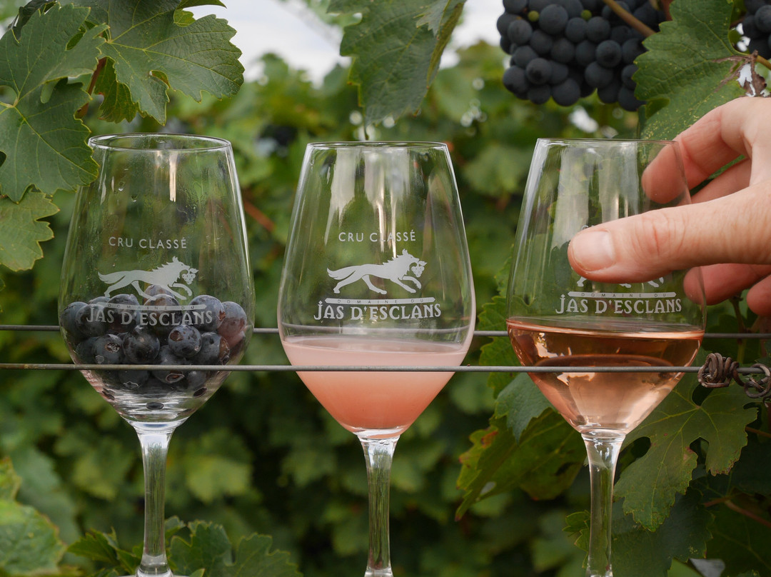 Domaine Du Jas d'Esclans景点图片